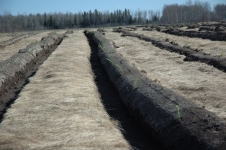 Kapuskasing reforestation project (3)